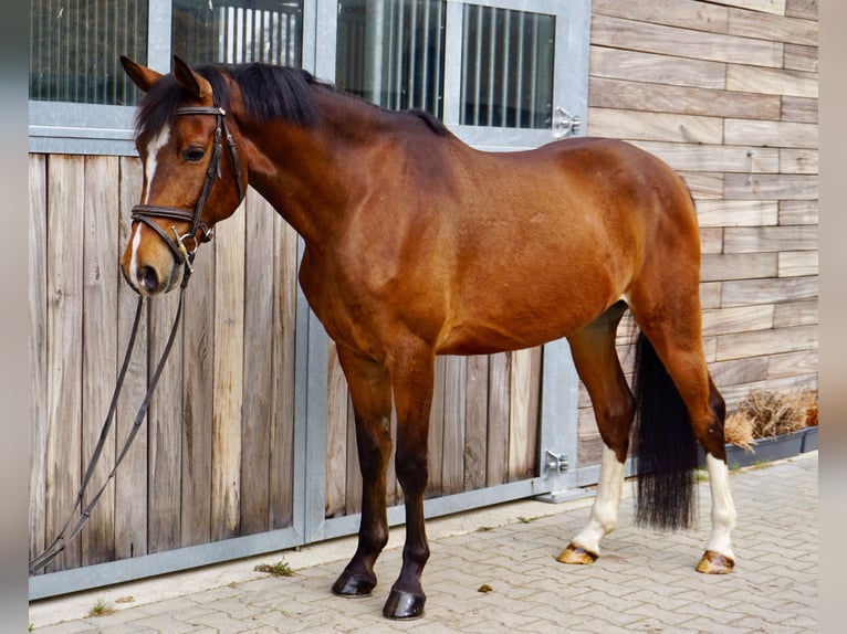 Caballo de deporte alemán Caballo castrado 6 años 153 cm Castaño in Leipzig