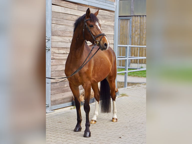 Caballo de deporte alemán Caballo castrado 6 años 153 cm Castaño in Leipzig