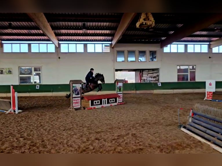 Caballo de deporte alemán Caballo castrado 6 años 161 cm Castaño in Crawinkel