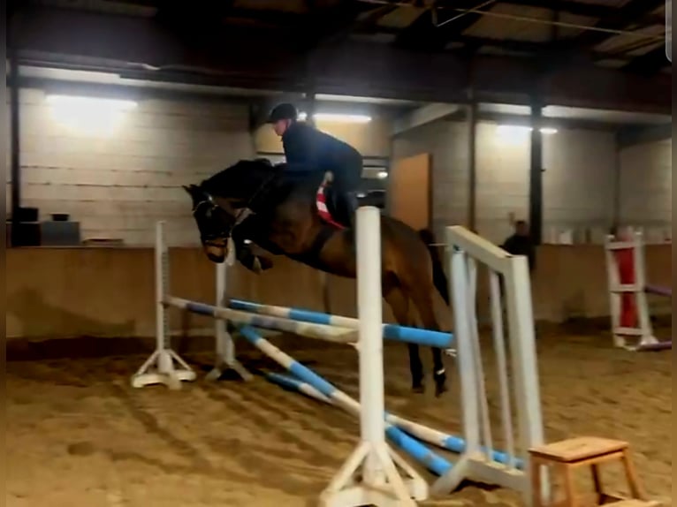 Caballo de deporte alemán Caballo castrado 6 años 161 cm Castaño in Crawinkel