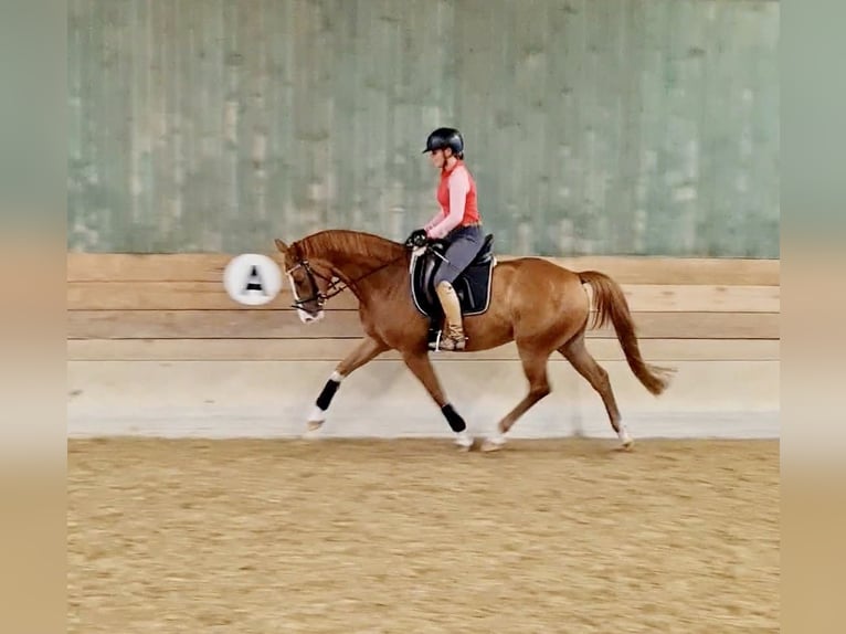 Caballo de deporte alemán Caballo castrado 6 años 163 cm Alazán in Ki&#xDF;legg