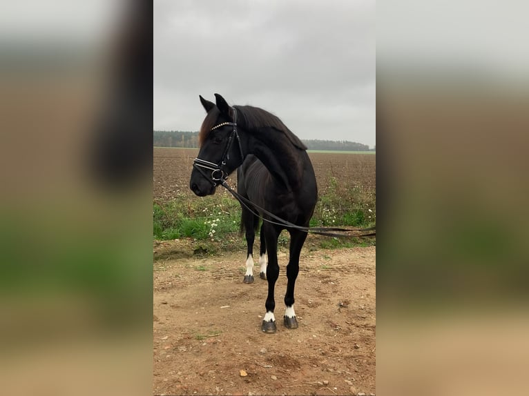 Caballo de deporte alemán Caballo castrado 6 años 163 cm Negro in Rochau