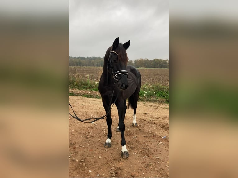 Caballo de deporte alemán Caballo castrado 6 años 163 cm Negro in Rochau