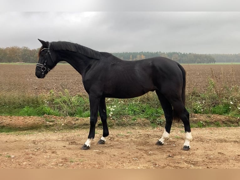 Caballo de deporte alemán Caballo castrado 6 años 163 cm Negro in Rochau