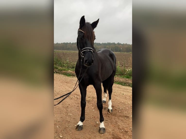 Caballo de deporte alemán Caballo castrado 6 años 163 cm Negro in Rochau