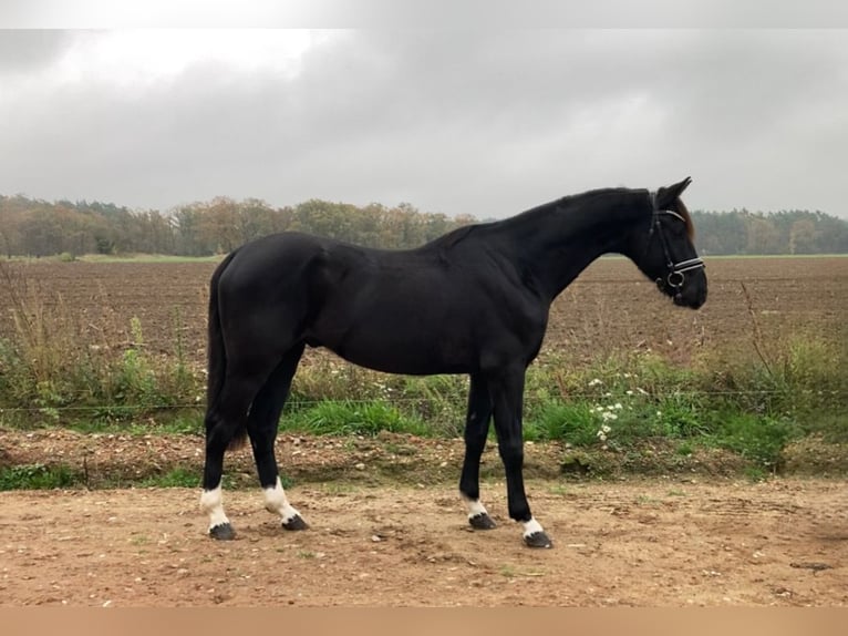 Caballo de deporte alemán Caballo castrado 6 años 163 cm Negro in Rochau