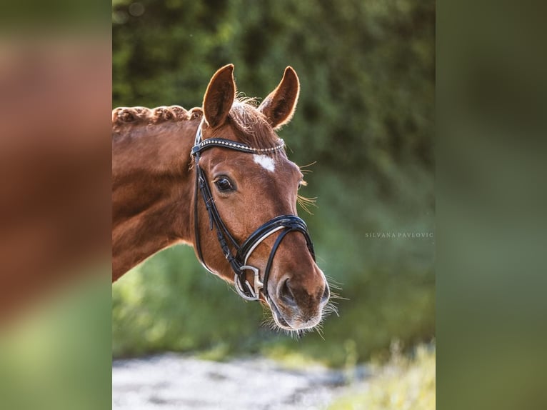 Caballo de deporte alemán Caballo castrado 6 años 164 cm Alazán in Bruchsal