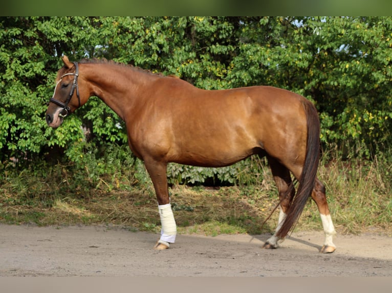 Caballo de deporte alemán Caballo castrado 6 años 165 cm Alazán in Humptrup