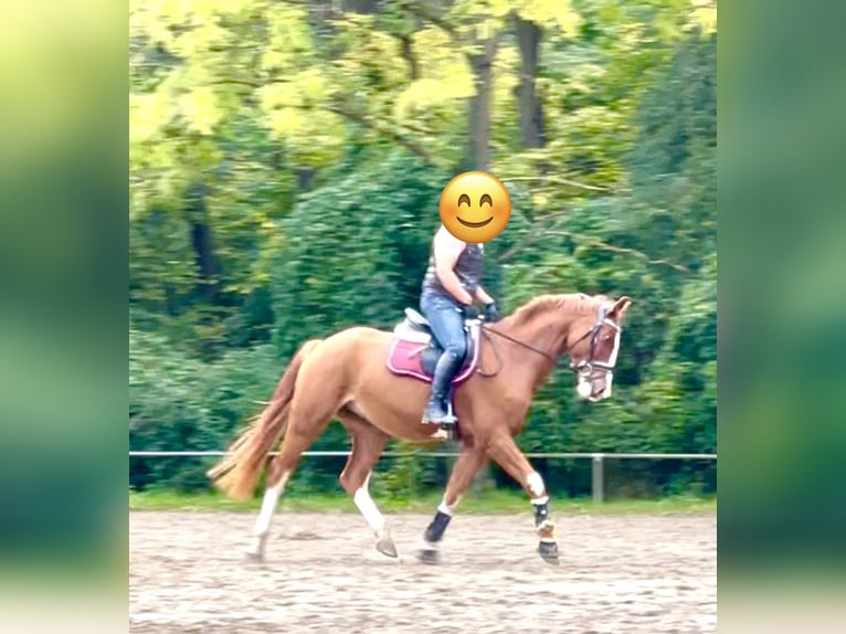 Caballo de deporte alemán Caballo castrado 6 años 165 cm Alazán in Groß-Gerau