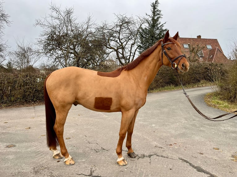 Caballo de deporte alemán Caballo castrado 6 años 165 cm Alazán in Pirmasens