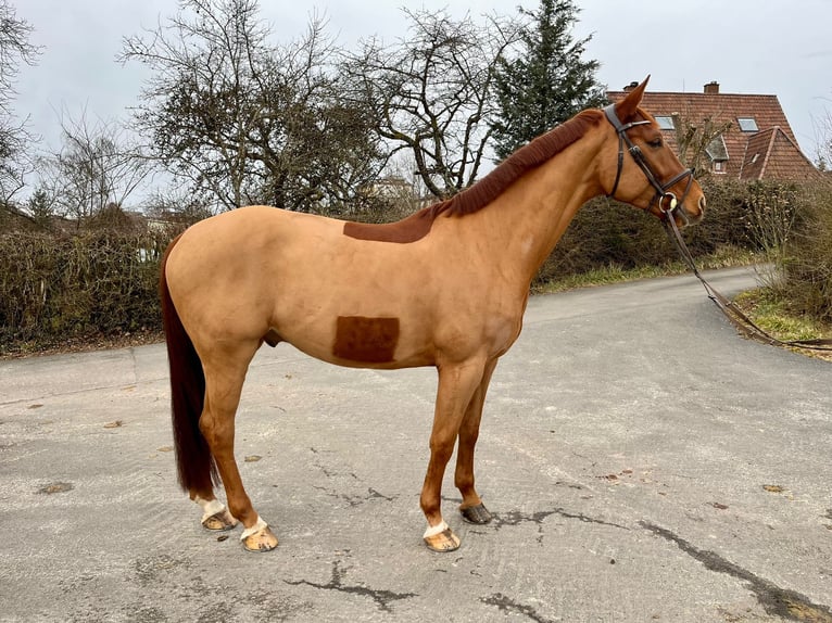 Caballo de deporte alemán Caballo castrado 6 años 165 cm Alazán in Pirmasens