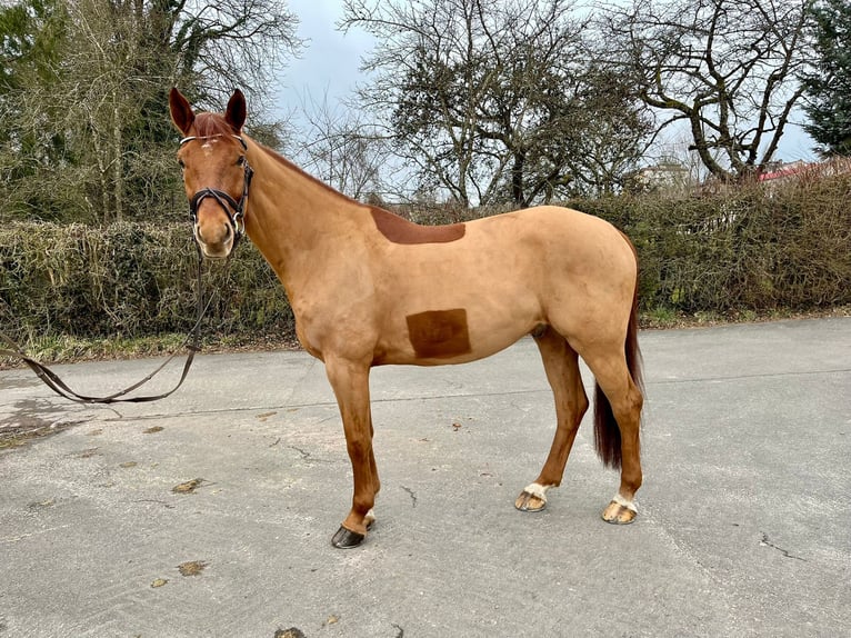 Caballo de deporte alemán Caballo castrado 6 años 165 cm Alazán in Pirmasens