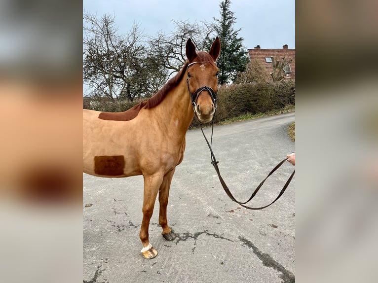 Caballo de deporte alemán Caballo castrado 6 años 165 cm Alazán in Pirmasens