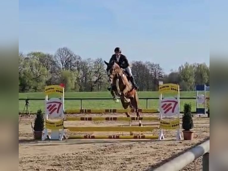 Caballo de deporte alemán Caballo castrado 6 años 165 cm Alazán-tostado in Bad Wurzach