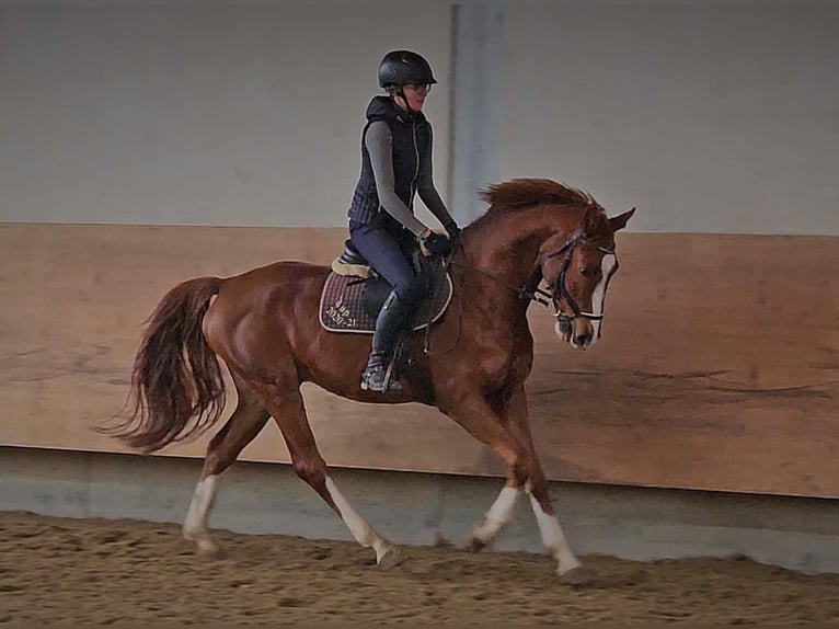 Caballo de deporte alemán Caballo castrado 6 años 165 cm Alazán-tostado in Bad Wurzach