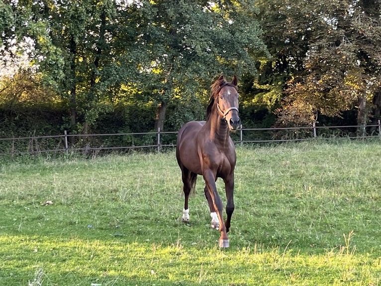 Caballo de deporte alemán Caballo castrado 6 años 165 cm Alazán-tostado in Hamburg Kirchwerder
