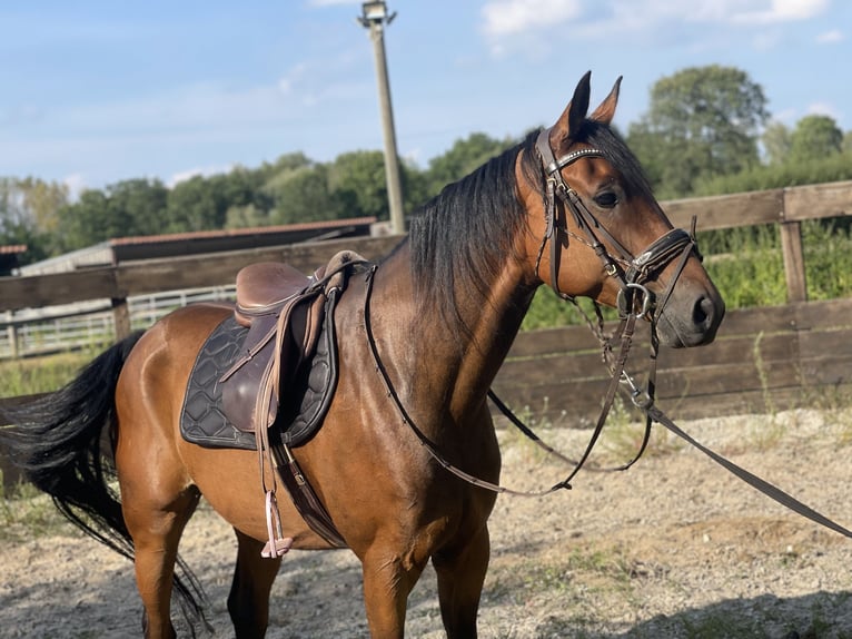 Caballo de deporte alemán Mestizo Caballo castrado 6 años 165 cm in Trebbin