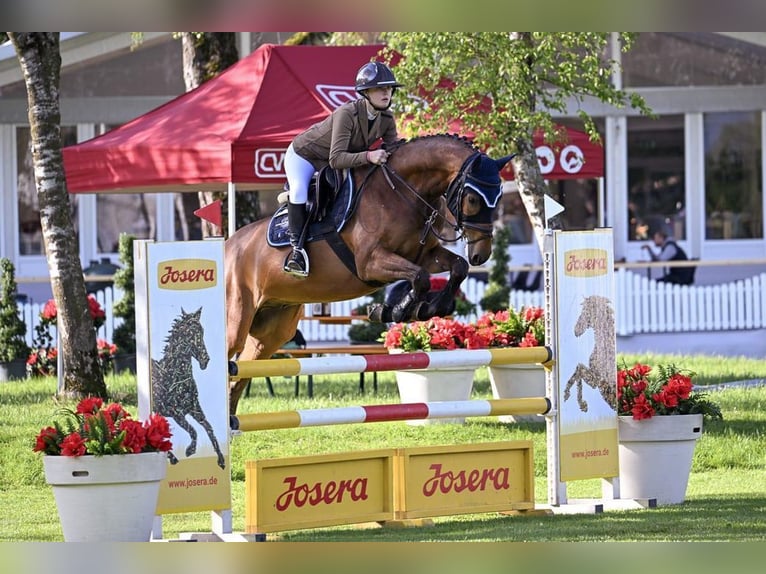 Caballo de deporte alemán Caballo castrado 6 años 165 cm Castaño in Allershausen