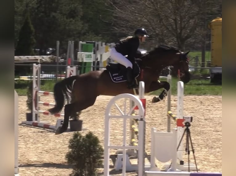 Caballo de deporte alemán Caballo castrado 6 años 165 cm Castaño in Merkers-Kieselbach