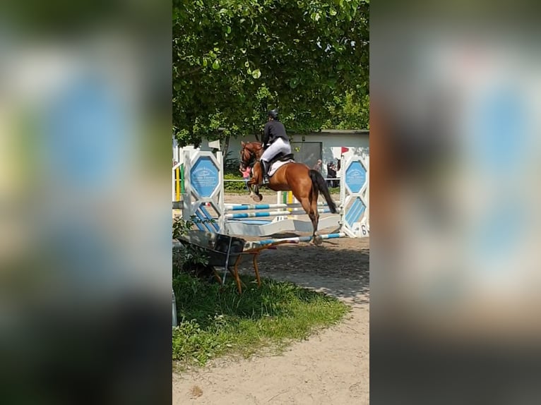 Caballo de deporte alemán Caballo castrado 6 años 165 cm Castaño in Michelstadt