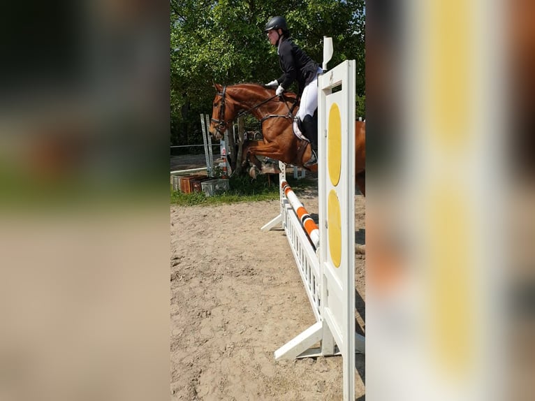 Caballo de deporte alemán Caballo castrado 6 años 165 cm Castaño in Michelstadt
