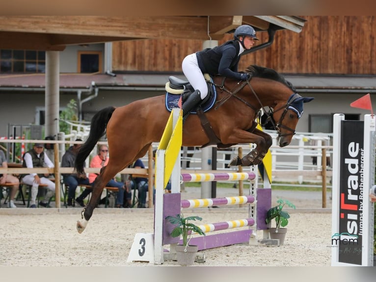 Caballo de deporte alemán Caballo castrado 6 años 165 cm Castaño in Loiching