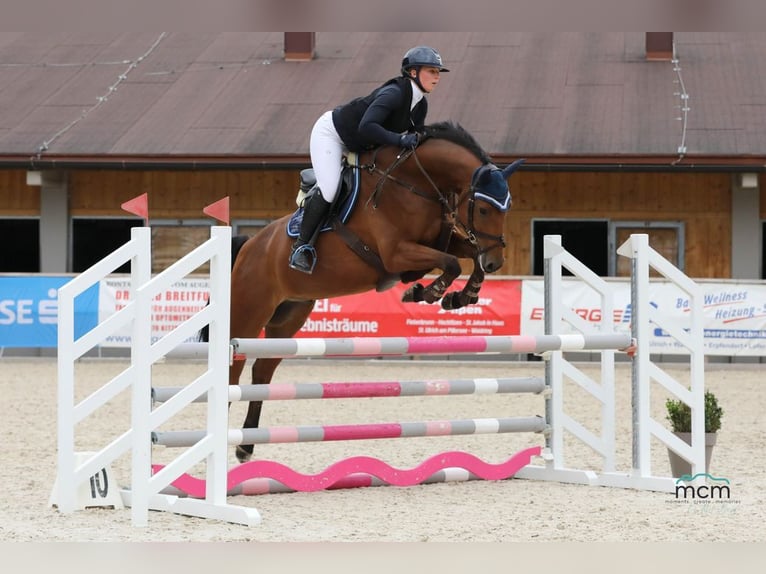 Caballo de deporte alemán Caballo castrado 6 años 165 cm Castaño in Loiching