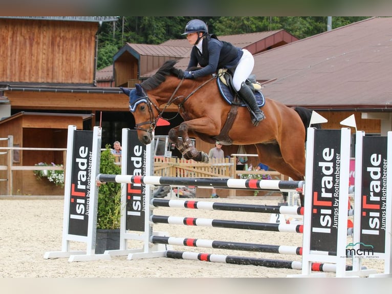 Caballo de deporte alemán Caballo castrado 6 años 165 cm Castaño in Loiching