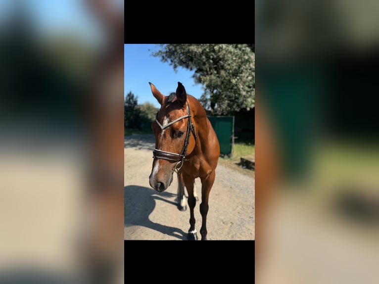 Caballo de deporte alemán Caballo castrado 6 años 165 cm Castaño rojizo in Mladá Boleslav