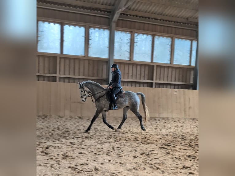 Caballo de deporte alemán Caballo castrado 6 años 165 cm Tordo in Goldkronach
