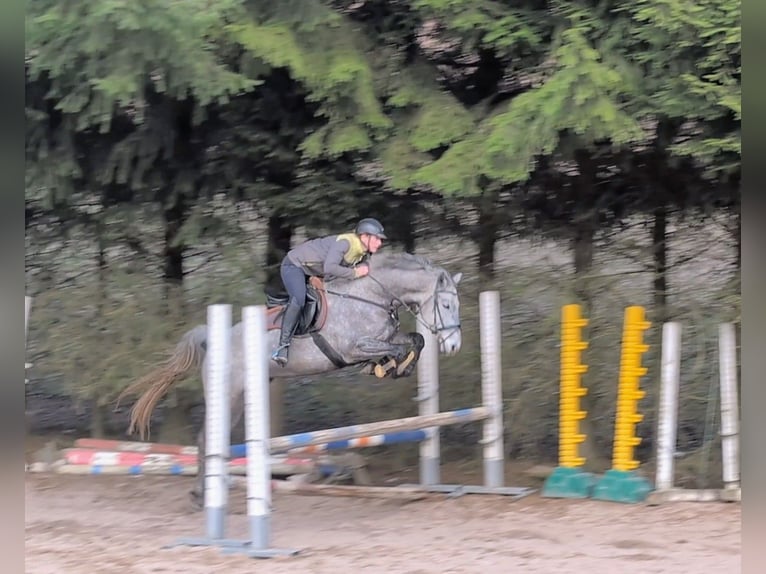 Caballo de deporte alemán Caballo castrado 6 años 165 cm Tordo in Goldkronach