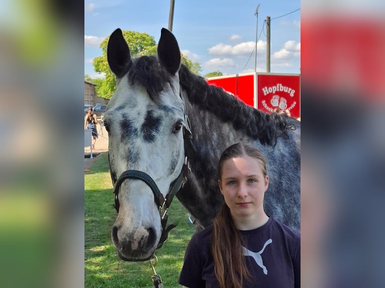 Caballo de deporte alemán Caballo castrado 6 años 165 cm Tordo rodado in Teupitz / Nähe