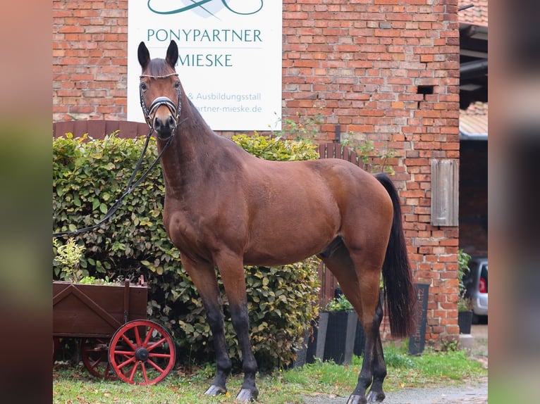 Caballo de deporte alemán Caballo castrado 6 años 166 cm Castaño in Groß Twülpstedt