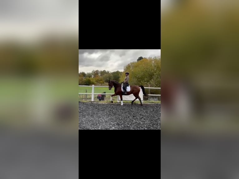 Caballo de deporte alemán Caballo castrado 6 años 166 cm Castaño in Groß Twülpstedt