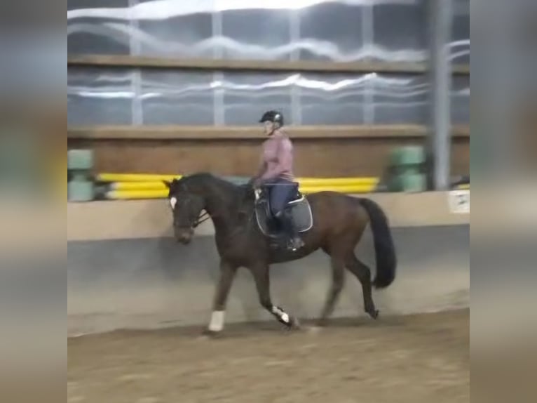 Caballo de deporte alemán Caballo castrado 6 años 166 cm Castaño in Zwickau