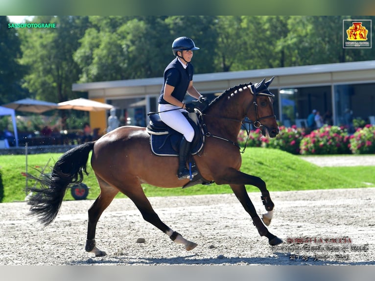 Caballo de deporte alemán Caballo castrado 6 años 166 cm Castaño in Gerstetten