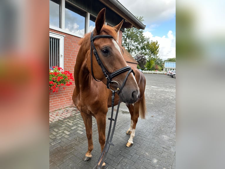 Caballo de deporte alemán Caballo castrado 6 años 167 cm Alazán in Isterberg