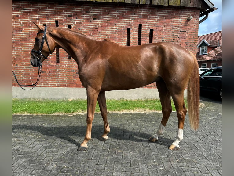 Caballo de deporte alemán Caballo castrado 6 años 167 cm Alazán in Isterberg