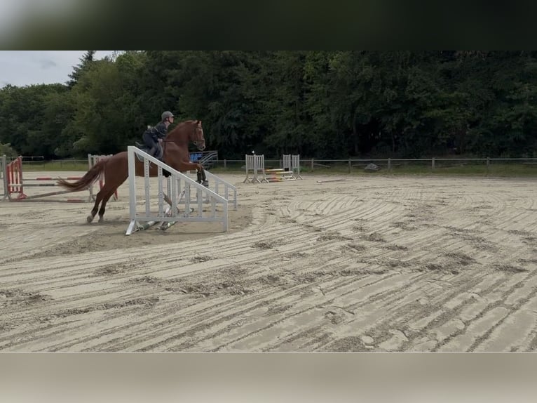 Caballo de deporte alemán Caballo castrado 6 años 167 cm Alazán in Neu-Anspach