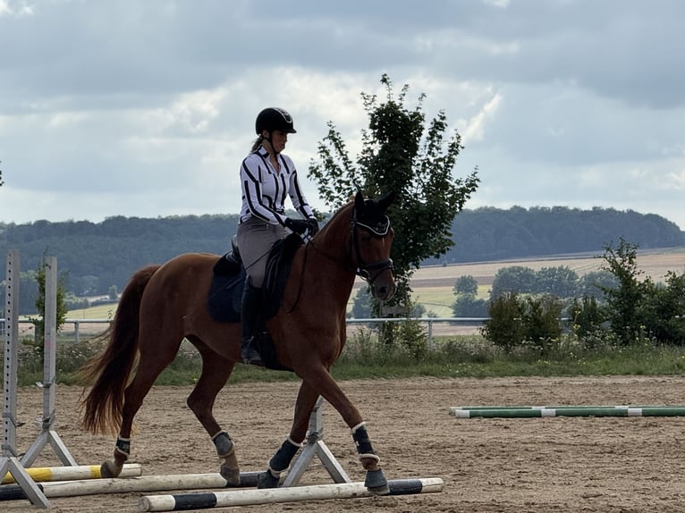 Caballo de deporte alemán Caballo castrado 6 años 167 cm Alazán in Neu-Anspach