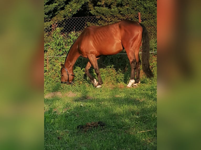 Caballo de deporte alemán Caballo castrado 6 años 167 cm Castaño in Werneuchen