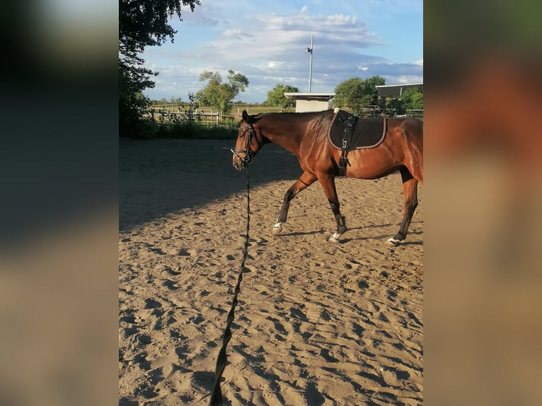 Caballo de deporte alemán Caballo castrado 6 años 167 cm Castaño in Werneuchen