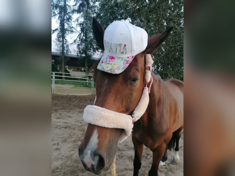 Caballo de deporte alemán Caballo castrado 6 años 167 cm Castaño in Werneuchen