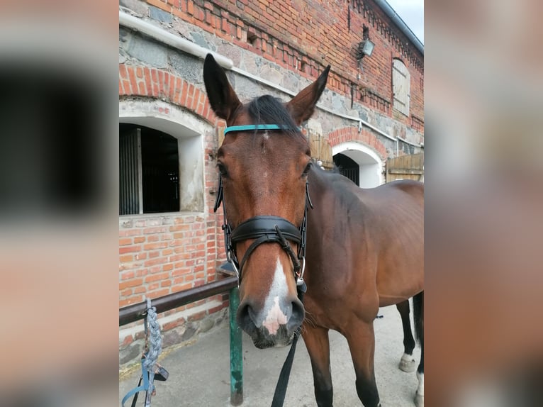 Caballo de deporte alemán Caballo castrado 6 años 167 cm Castaño in Werneuchen