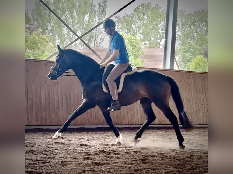 Caballo de deporte alemán Caballo castrado 6 años 167 cm Castaño in Liebenwalde