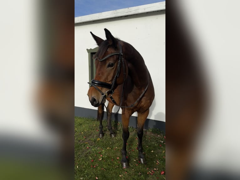 Caballo de deporte alemán Caballo castrado 6 años 167 cm Castaño in Löderburg