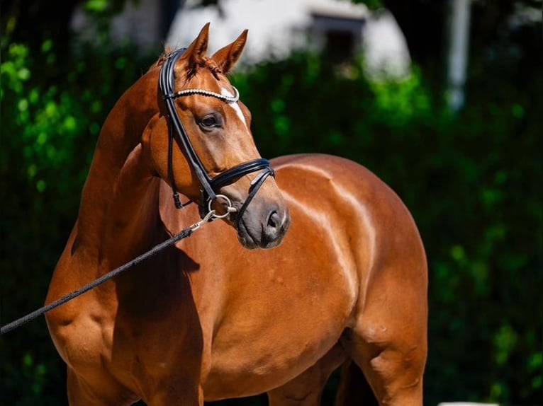 Caballo de deporte alemán Caballo castrado 6 años 168 cm Alazán in Lübeck
