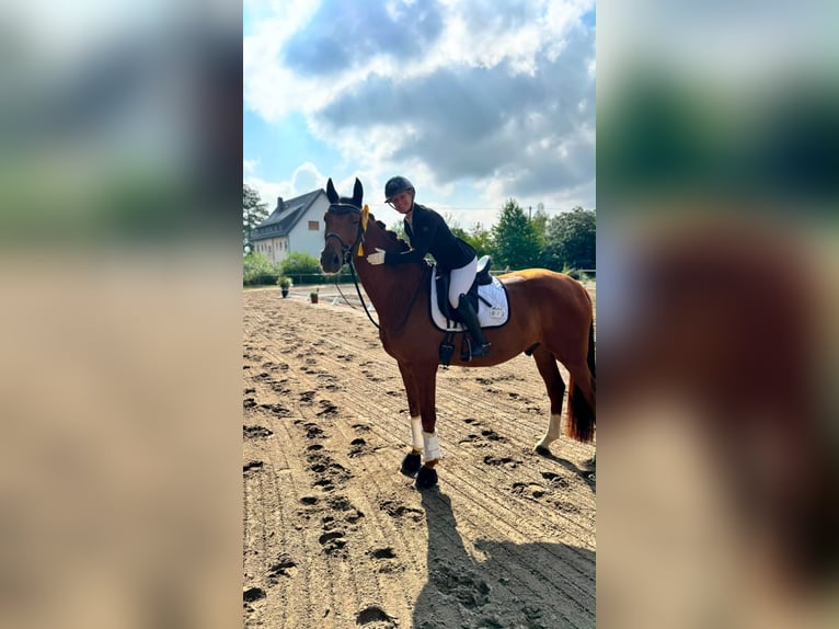 Caballo de deporte alemán Caballo castrado 6 años 168 cm Alazán in Mainz