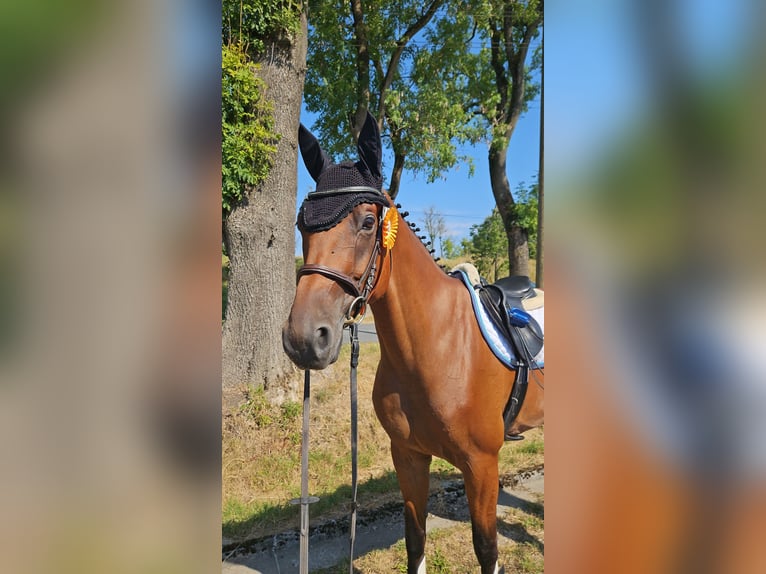 Caballo de deporte alemán Caballo castrado 6 años 168 cm Castaño in Arnstadt