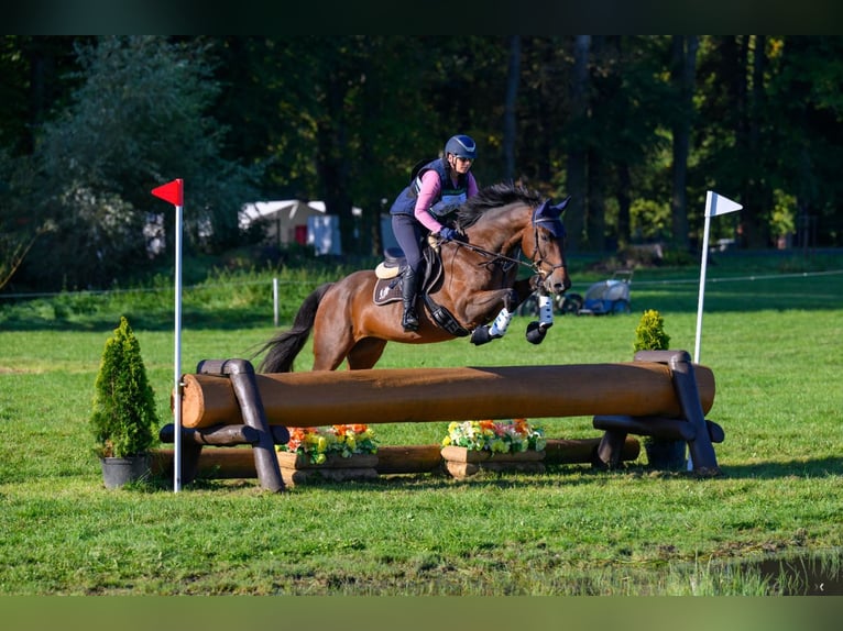 Caballo de deporte alemán Caballo castrado 6 años 168 cm Castaño in Stypułów